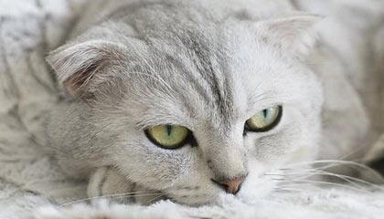 开云网站-【线上投票选择最喜欢的球员】粉丝助阵年度MVP，线上投票活动方案策划