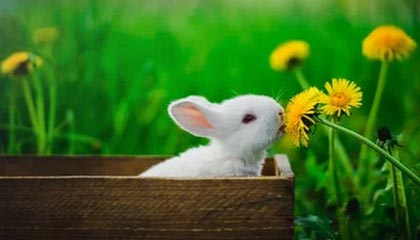 Kaiyun(中国)开云-法国战胜英格兰队，挺进欧国盃四强，法国队和英格兰谁强