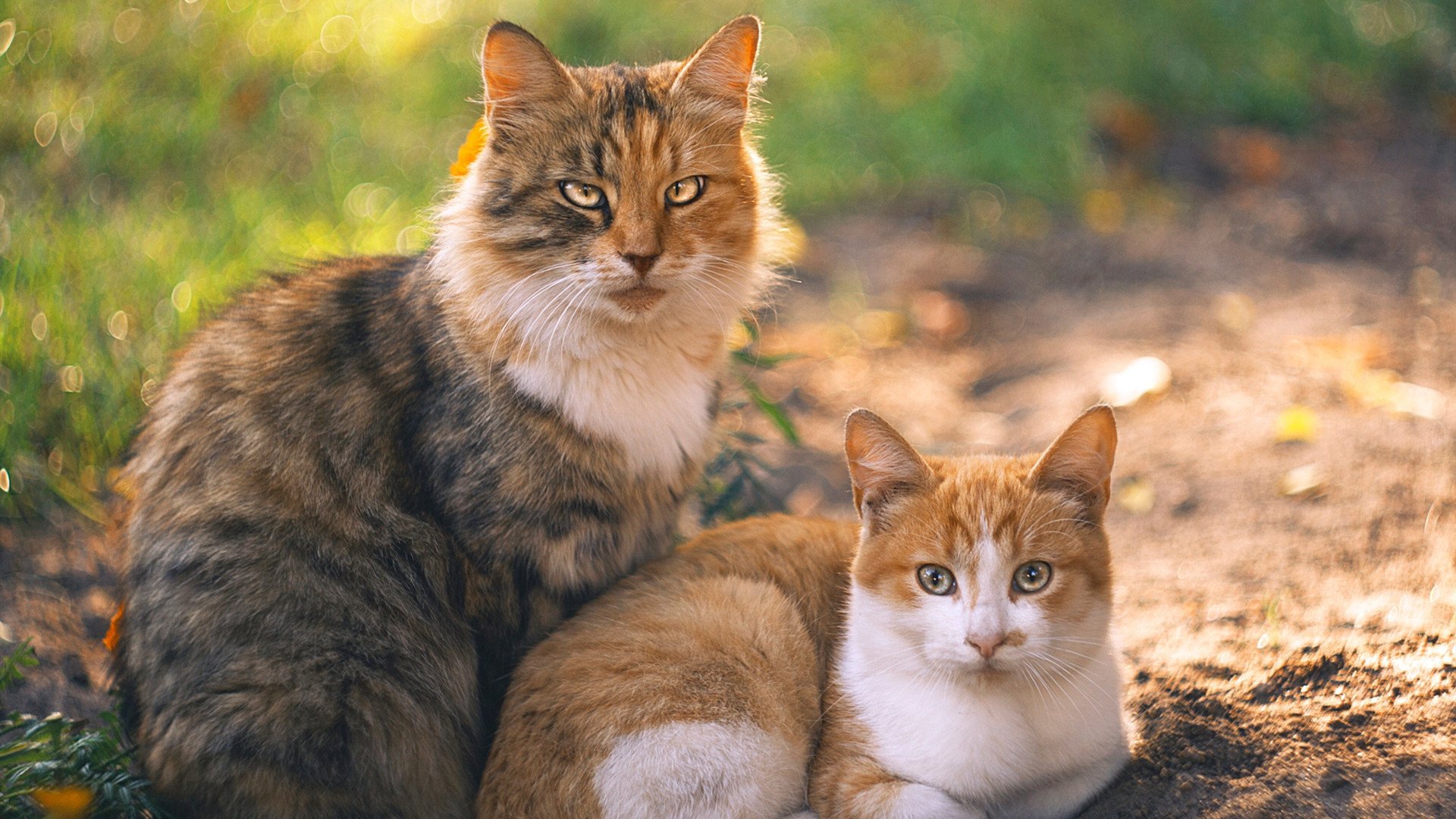 _掘金连续多场表现出色,攻防兼备_,掘金队最新交易信息