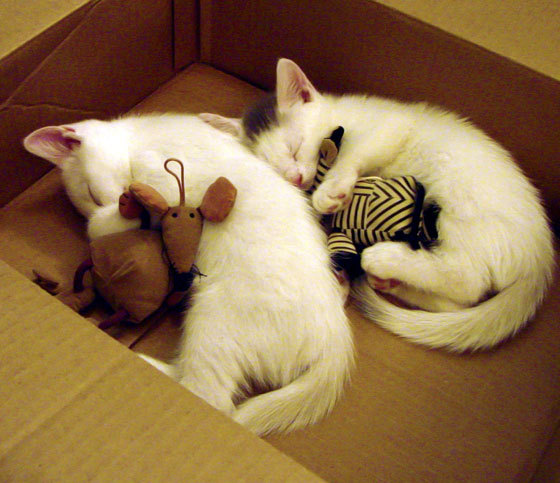 “篮网队豪取连胜，三巨头状态火热”，篮网队三大巨头