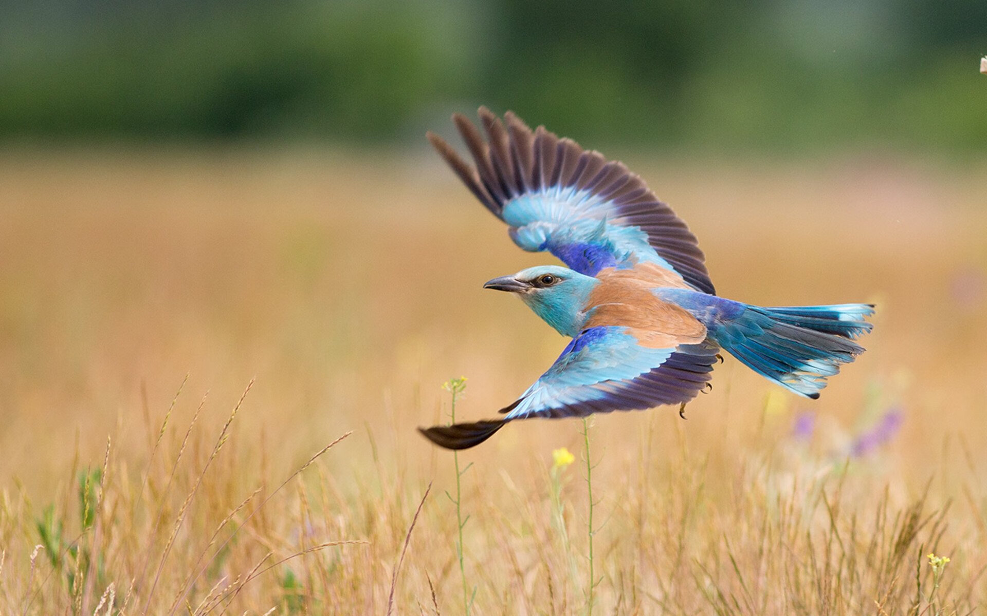 城市赛道的设计与特色,城市赛道的设计与特色是什么