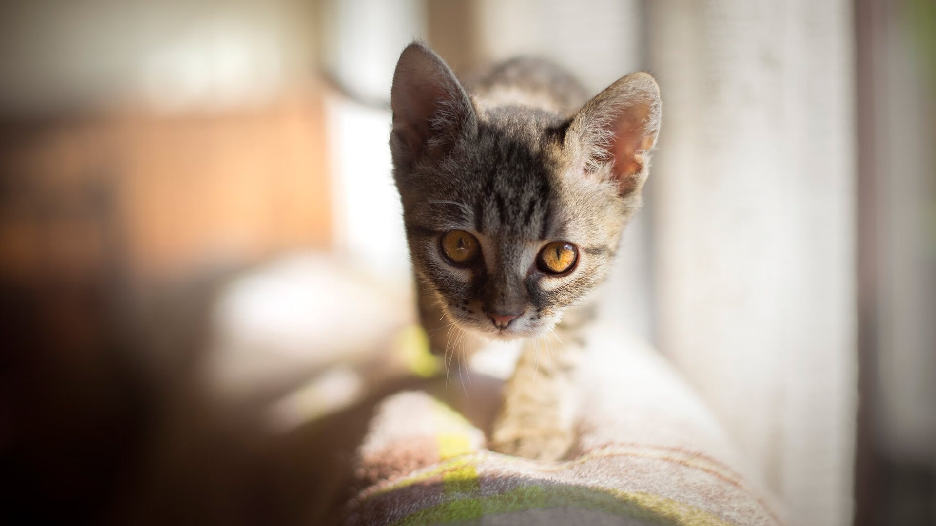 开云网页版登录入口-英格兰骑手大卫·詹金斯在巴黎奥运会盛装舞步比赛中获得第十三名，创造个人最佳成绩。