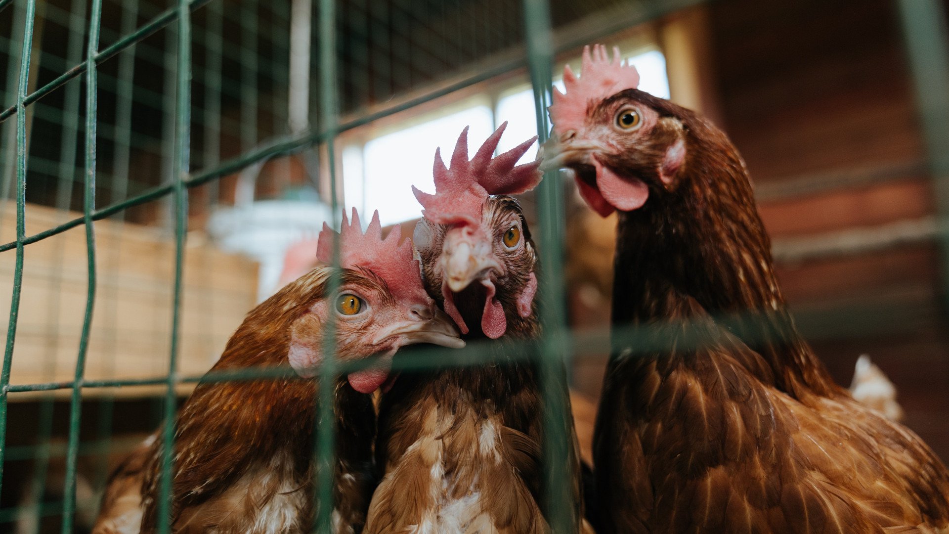 逆境中的“钢铁战队”——不屈不挠的足球精神,钢铁战队是哪个公司