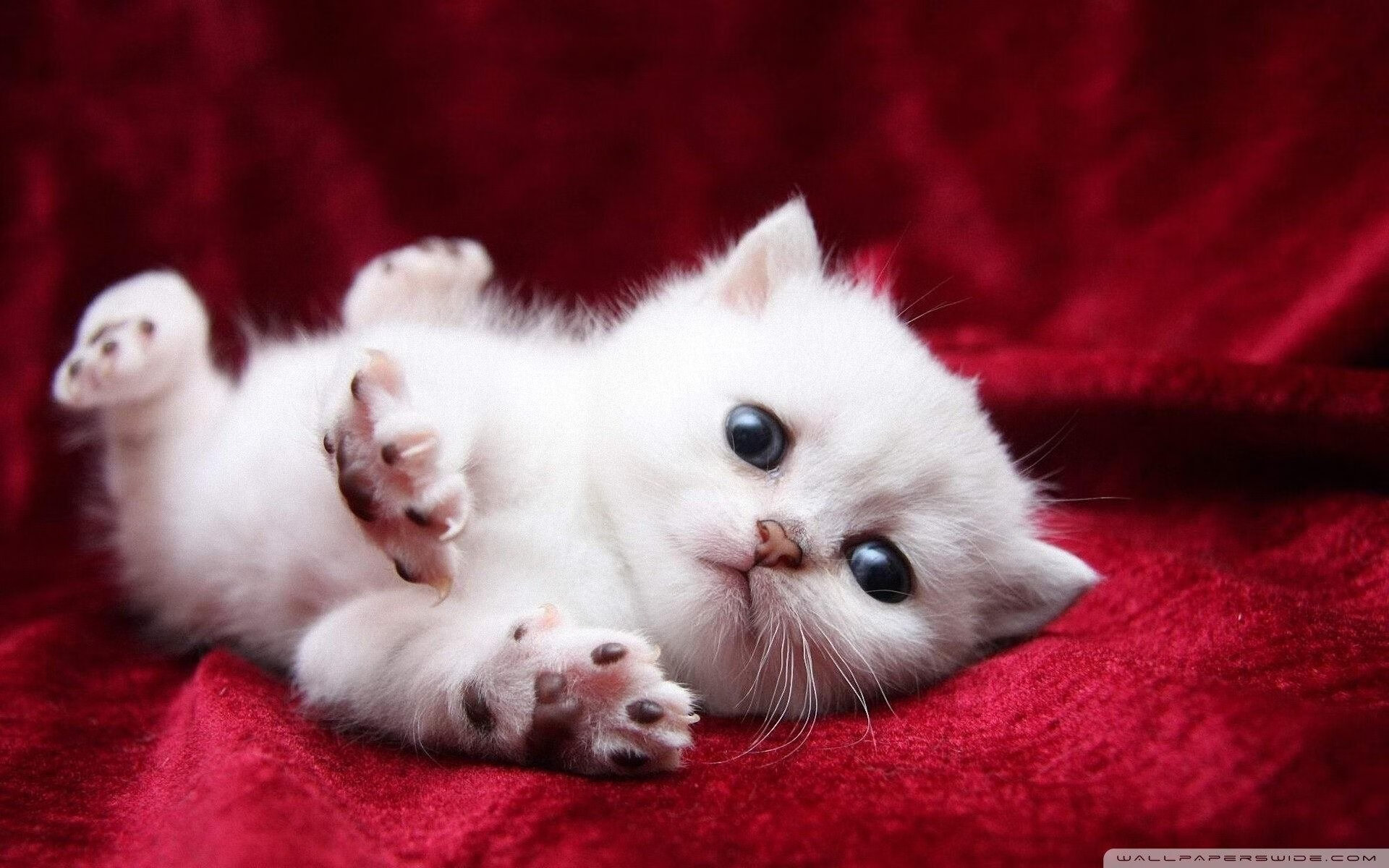 RNG战术打法多样化,rng打的什么比赛