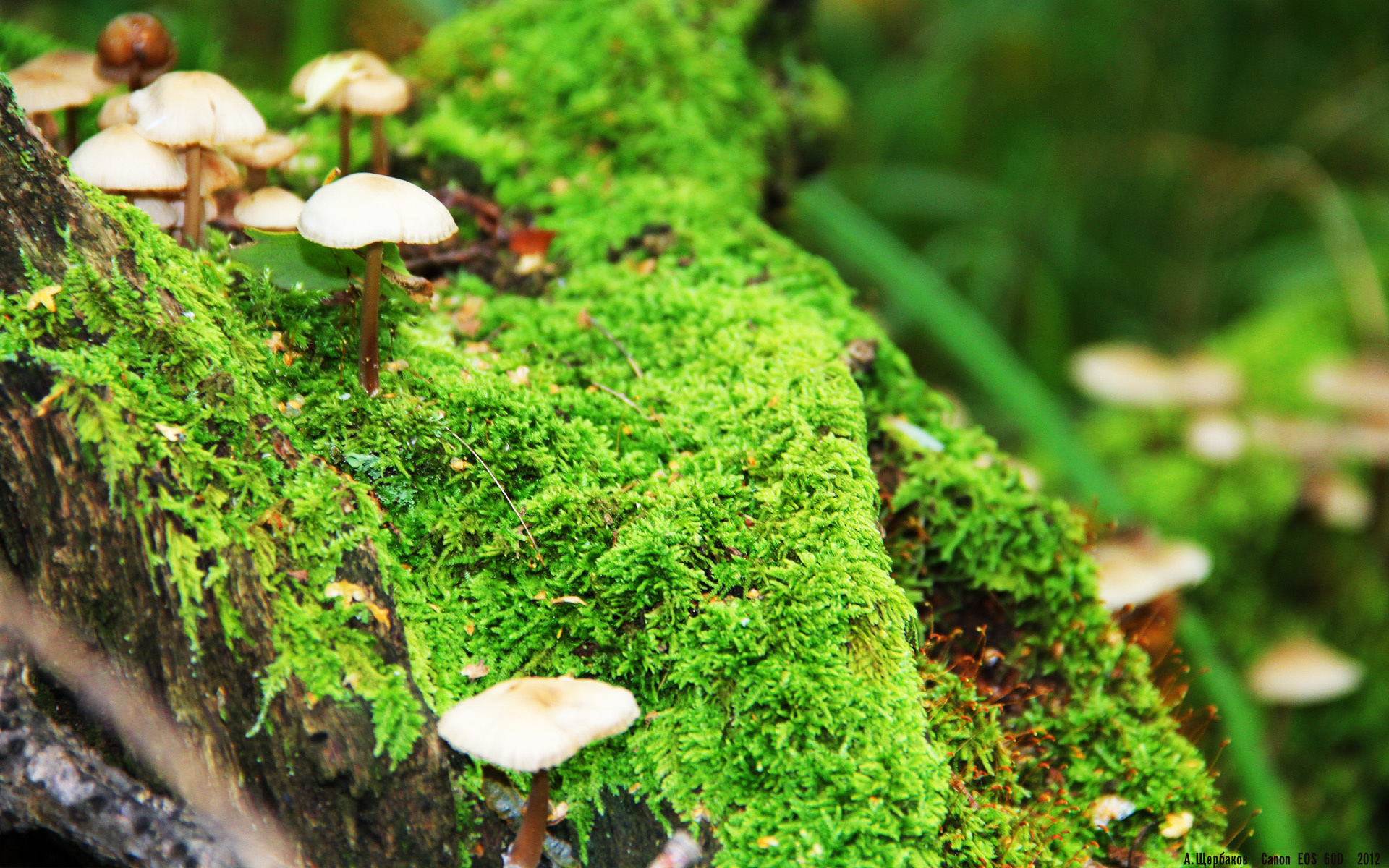 中国足球的球迷文化活动策划,中国足球的球迷们现在真的感到迷惘,面对