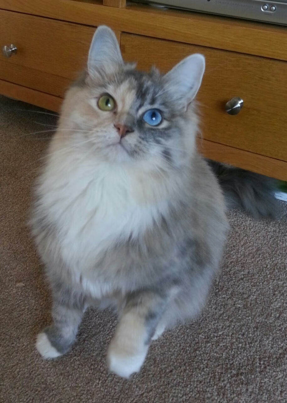 利物浦球星受伤离场,团队整体实力受损,利物浦队的球星