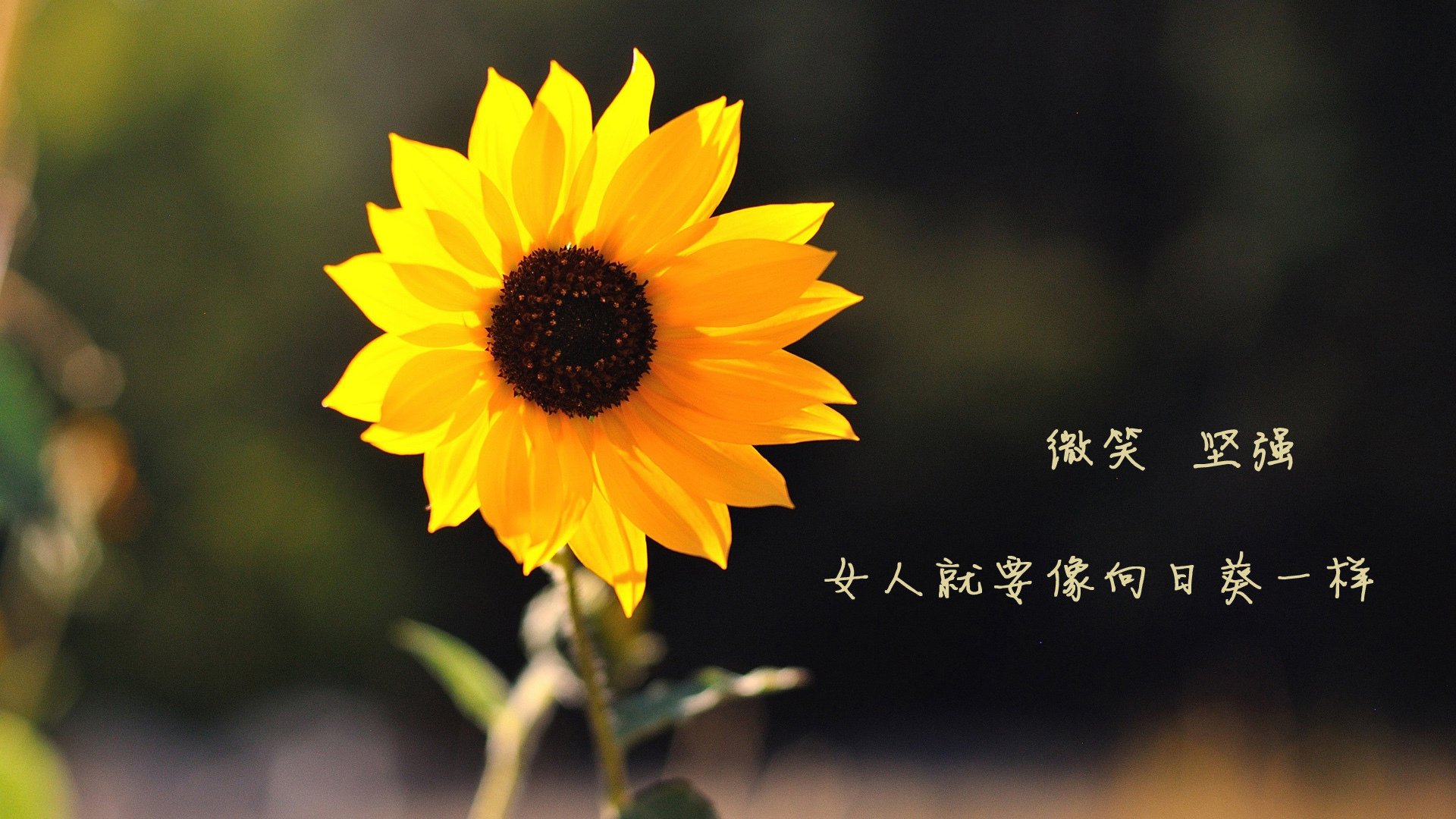 尤尼克斯努力追赶,争夺季后赛更好名次,尤尼克斯球赛