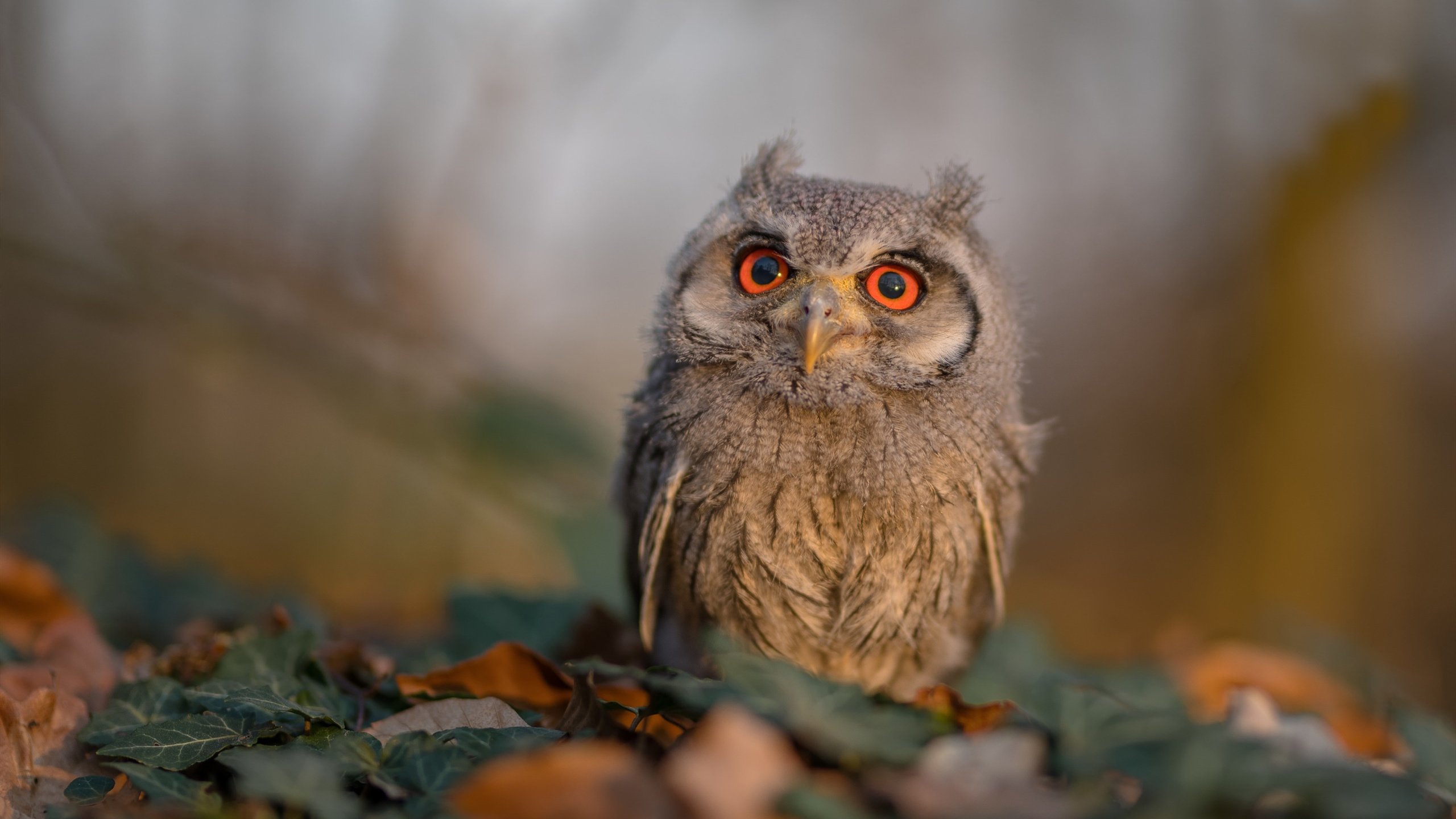 尤尼克斯常规赛紧随其后,季后赛势头强劲,尤尼克斯大赛服最新