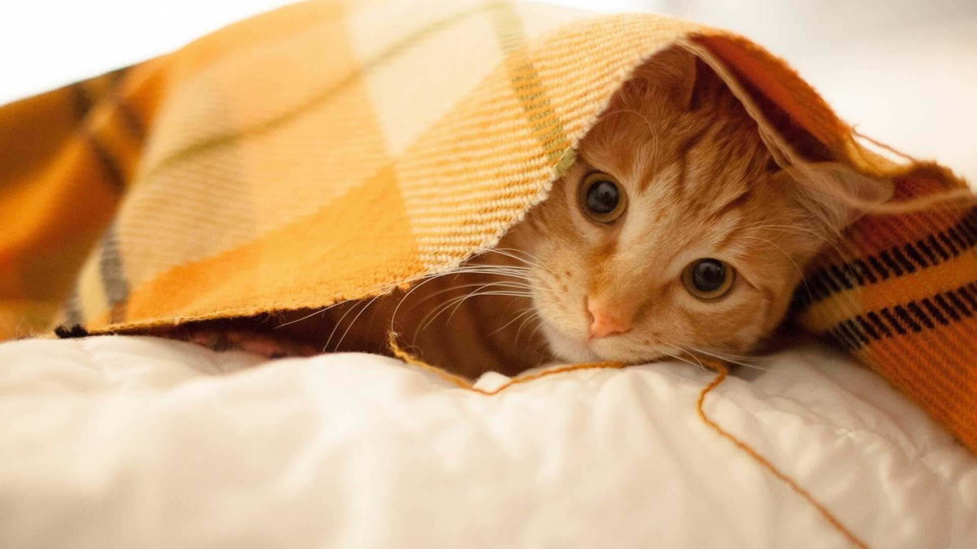 布鲁诺·卡博克洛成为NBA未来之星,布鲁诺卡波科洛体测数据