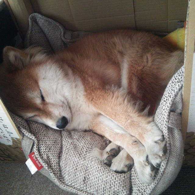 意甲球队宣布将举办球迷互动日活动,意甲 足球