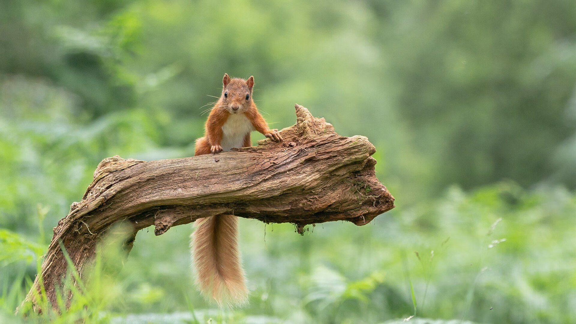 球员伤愈复出是否需经历小组战术重训期,球员伤病对球员的影响