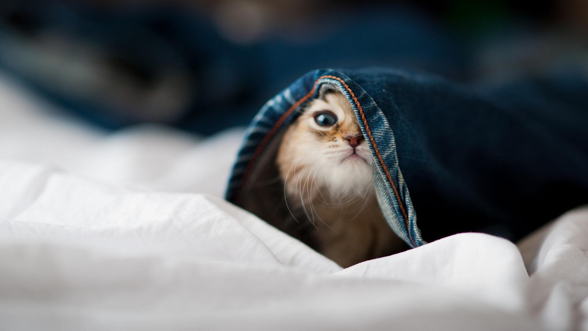 中国女篮展现良好团队文化 精神面貌积极健康,中国女蓝精神