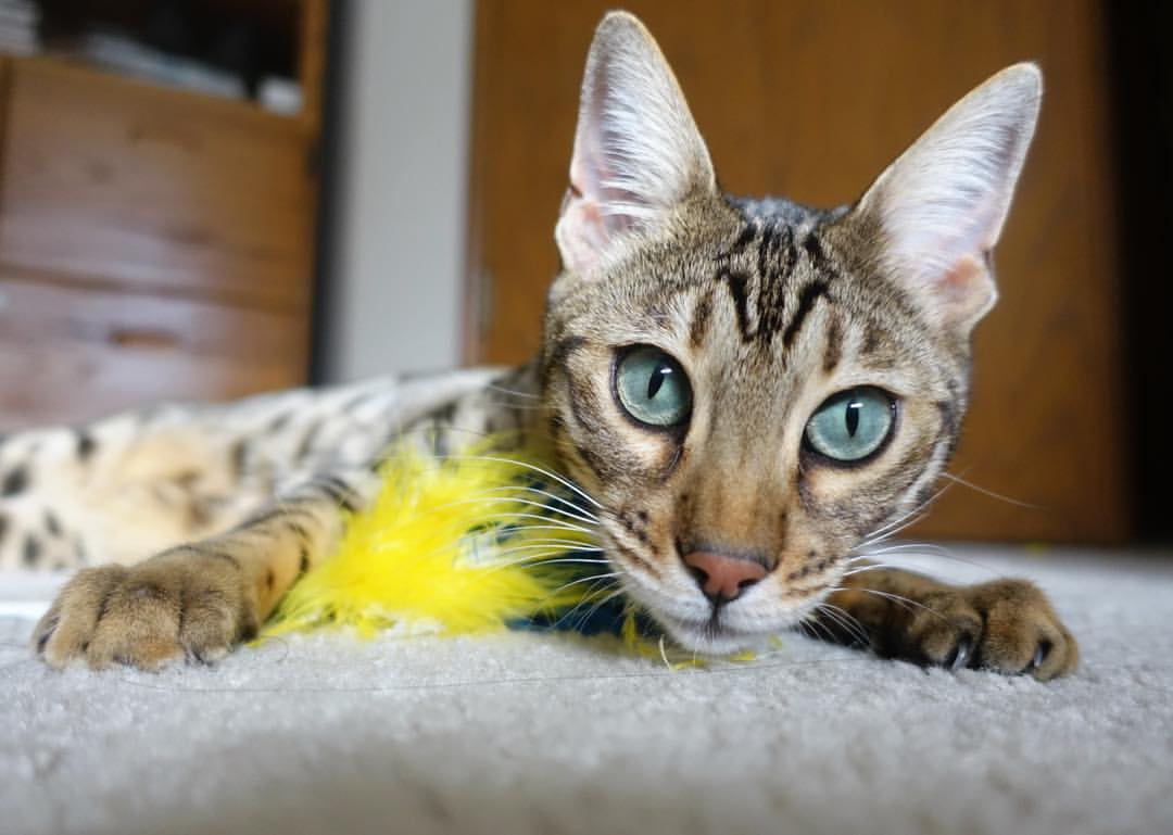 开云-五大联赛是否提升针对下半场最后十五分钟战术应变训练，五大联赛间歇期