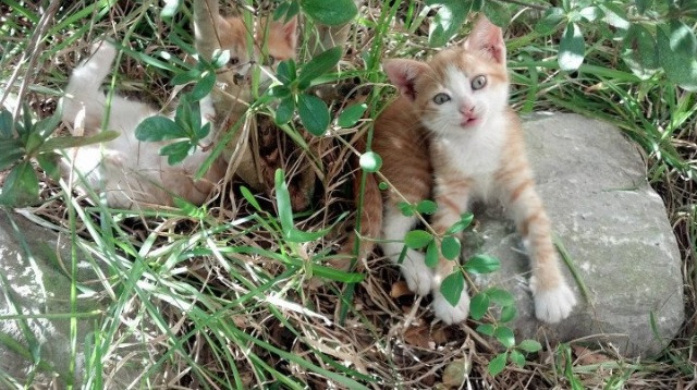节奏节奏节奏是否为现代篮球核心关键之一,篮球节奏打法