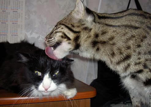 开云首页登录-库策稳扎稳打掌控比赛节奏